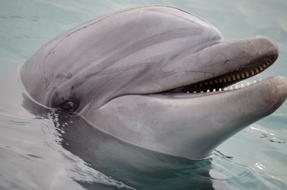 The Dolphin Swimming