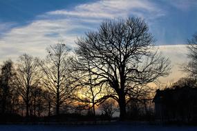 Nature Tree Panoramic