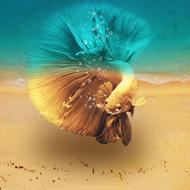 Beach Tropical Marine