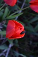 Red Tulips Flowers Close-Up
