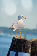 Seagull Bird at Sea nature