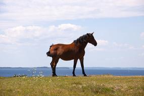 Horse Profile Hill