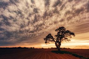Nature Tree Sunset