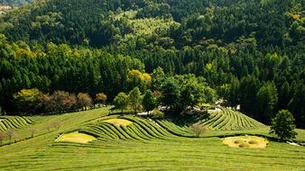 Greenery Landscape Tea