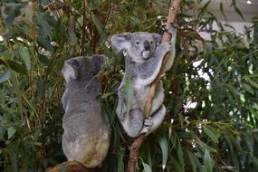 Australian Koala Brisbane