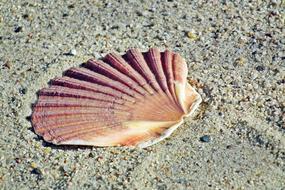 Shells Sand Sea
