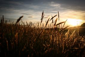 Field Sky Sun