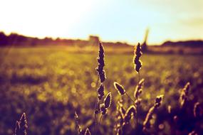 Crop Sunset