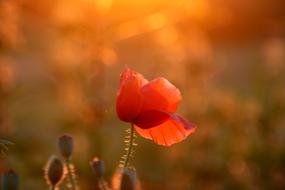 Poppy Red Sunset