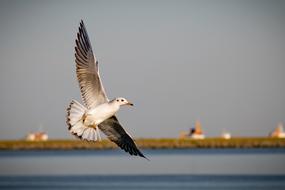 Birds Sea Pond