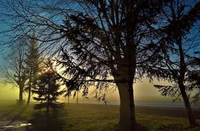 Morning Fog Nature