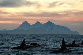 Orca Lofoten Islands Dusk