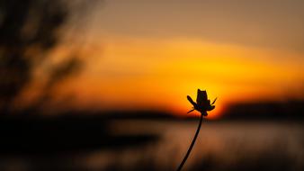 Sunset Flower Evening Sky