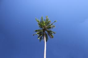 Tree Sky Nature