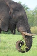 Elephant Africa Wildlife