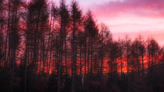 Italy Sunset forest