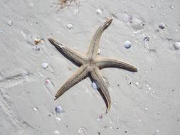 Starfish Ocean Sea