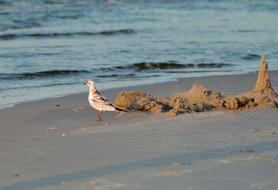 Seagull Sand Bird