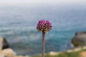 Flower The Sea Of Croatia Purple