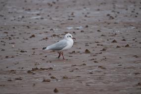 Seagull Sea Sand