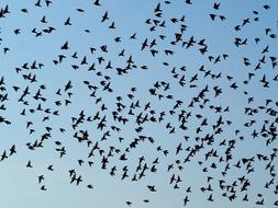 Birds Swarm Flock Of