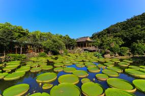 Waters Pond Tropical