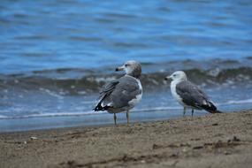 gray seagulls on the background of the sea surf