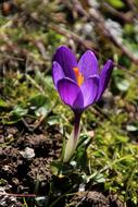 Spring One Krokus