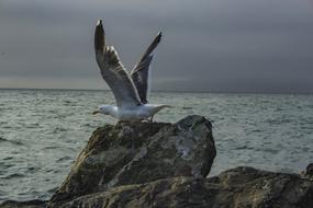 Seagull Birds Flying