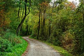 Away Lane Autumn Forest