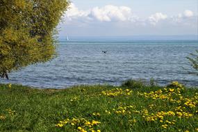 Spring Lake Grass