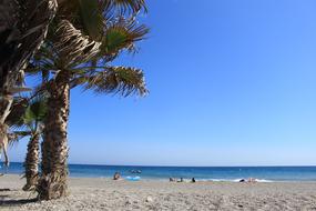 Beach Palm Sea