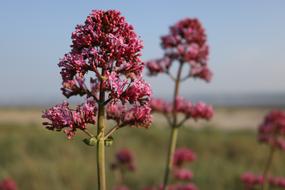 Flowers Sea Nature