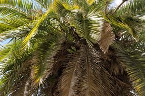 Palm Tree Nature