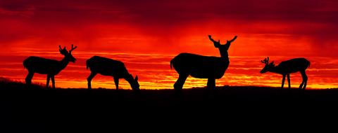 Sunset Deer Biches