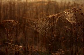 The Haze Cobwebs Autumn