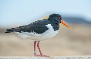 Oystercatcher Bird Water