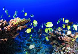 Coral Reef Deep Fish