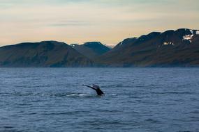 Waters Sea Nature