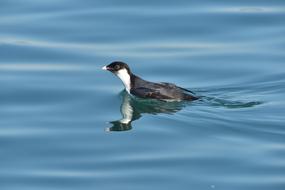 Bird Waters Wild Animals