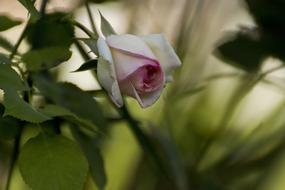 Flower Plant Nature