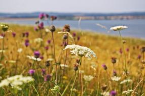 Field Meadow Summer Wild Flowers