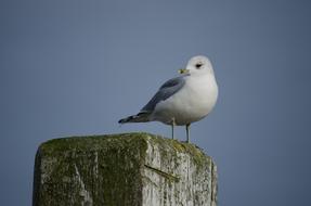 Seagull Sea Beach