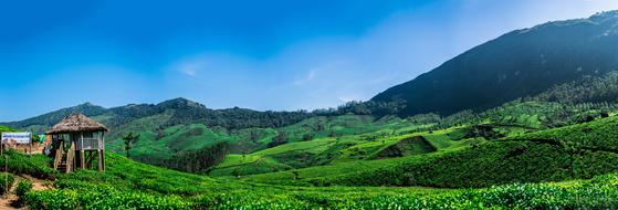 Landscape Nature Tea Plants