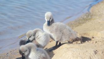 Nature Water Animal