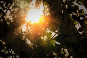 the sun shines through the leaves of a green tree