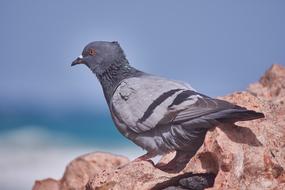 Dove Sea Rock