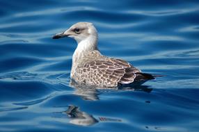 Sea Bird