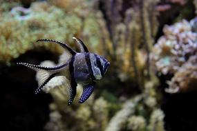 Fish Water Aquarium