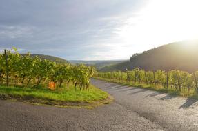 Wine Sun Nature